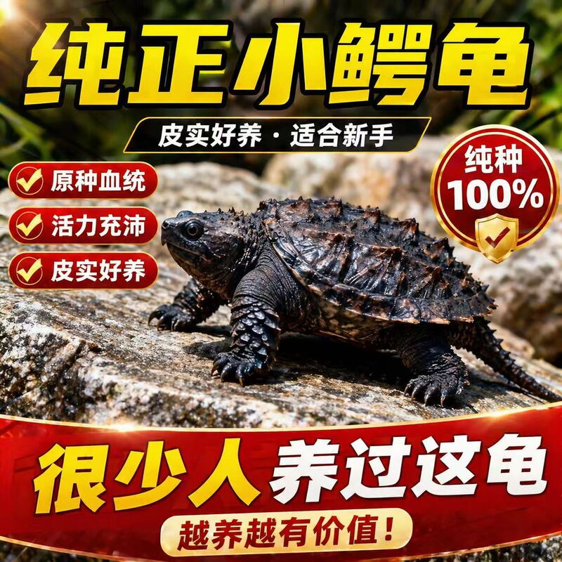 North American small alligator turtle, authentic purebred, live pet turtle, ornamental turtle, aggressive turtle, breeding and wholesale services available North American small alligator turtle, authentic purebred, live pet turtle, ornamental turtle, aggressive turtle, breeding and wholesale services available
