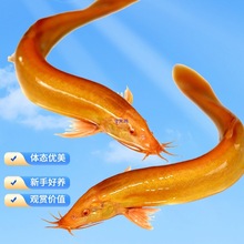 ���q���w������ˮ�^�p�~���B�~�����������Ԛ����ח������~