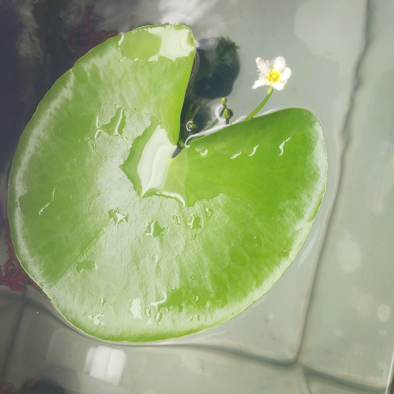 Ряска Водный Аквариум Пейзаж Плавающие Водные Растения Оптом Декоративные Водные Растения Плавающие Растения Гибискус Однолистный Лотос