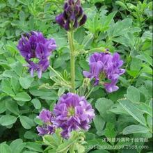 紫花苜蓿草种子 紫花苜蓿草种子品牌 图片 价格 紫花苜蓿草种子批发 阿里巴巴