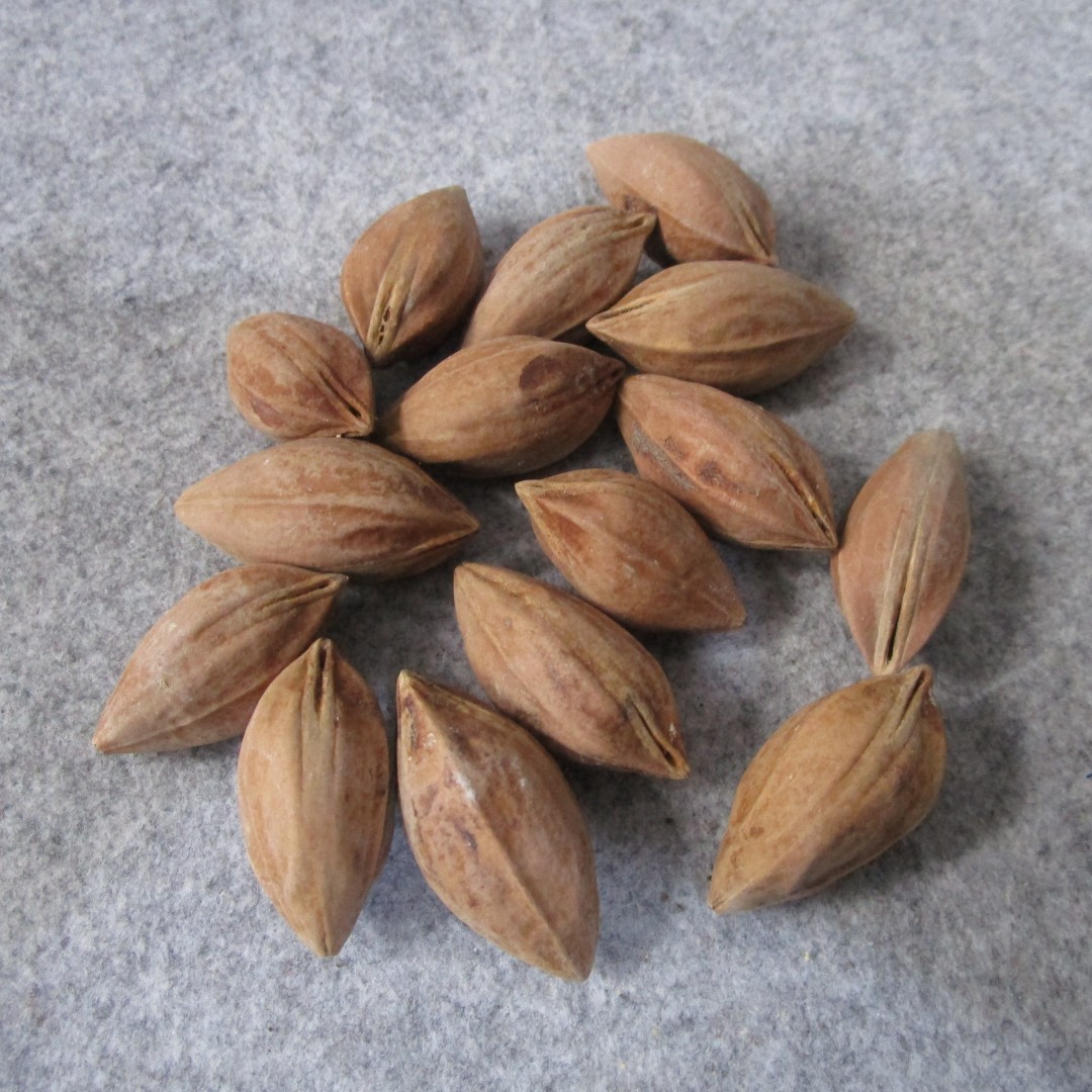 广西油核三花圆素核大长橄榄核原核佛头关公原产地原料杂核练手料