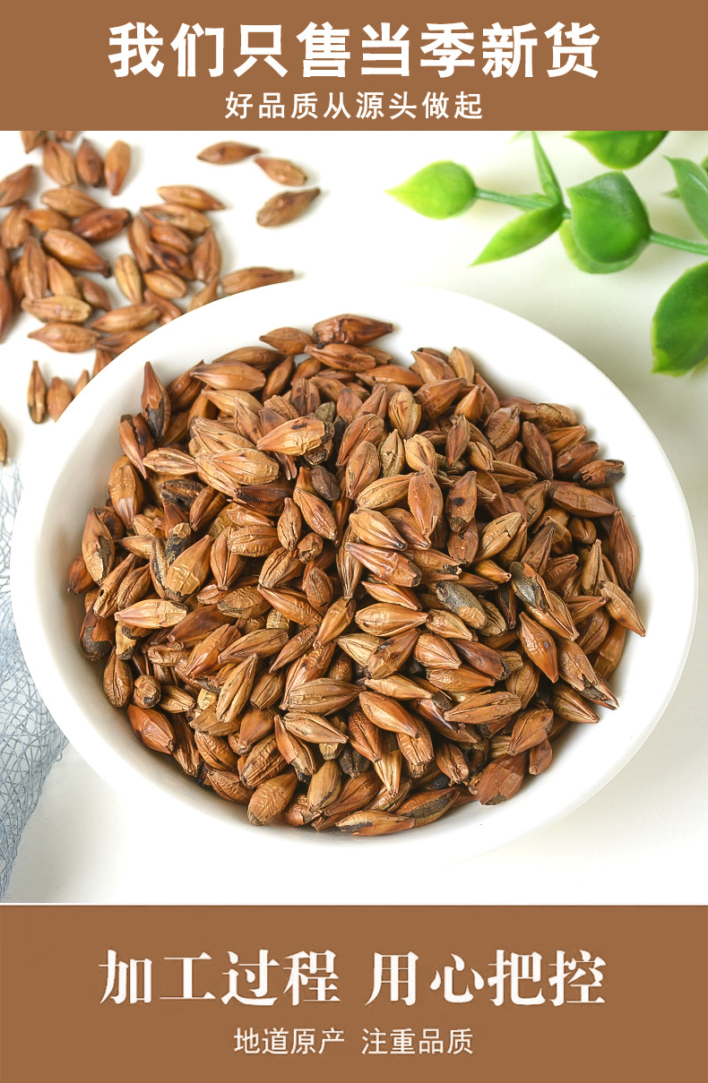 Roasted Barley Tea (Hordeum vulgare) — Bulk Loose Grain Herbal Tea, 500g in use
