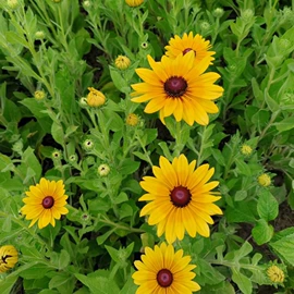 盆栽;一二年生花卉;灌木