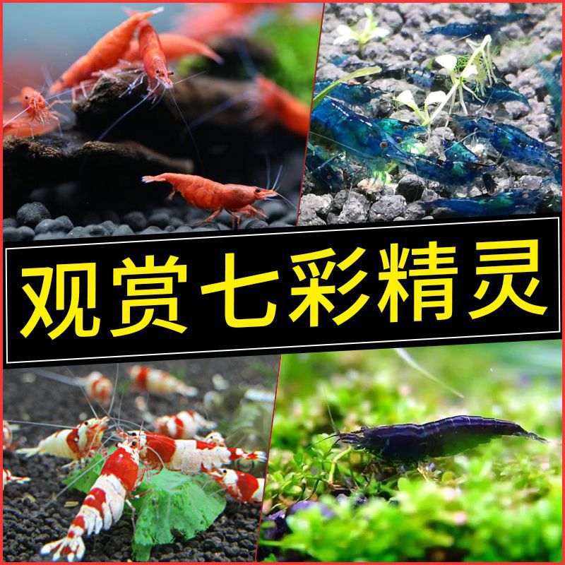 Ornamental shrimp freshwater living thing Pets tool Aquatic herb cherry blossoms crystal Black shell shrimp Watch