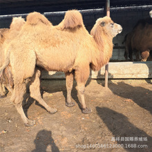骆驼养殖场 骑乘骆驼养殖与驯养观赏双峰骆驼价格