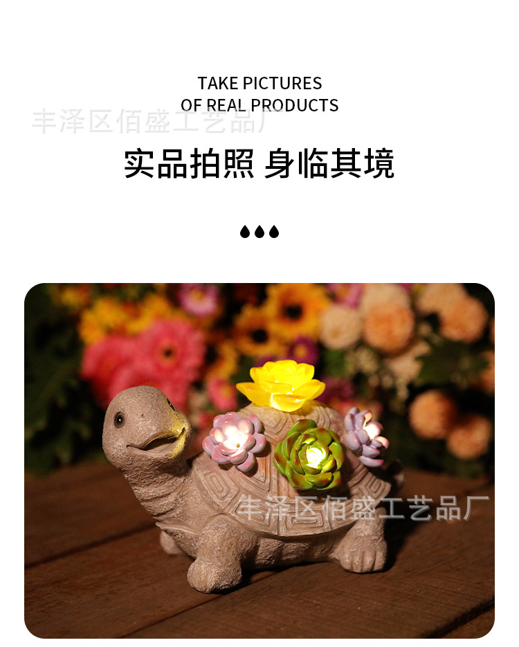 多肉乌龟_11.jpg