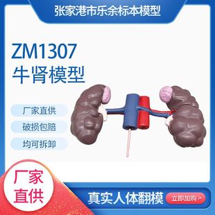 Factory supply ZM1307 cow kidney model biological teaching detachable cow kidney model simulation cow kidney model in stock