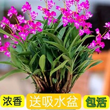 香水石斛兰四季 开花水培好养绿植懒人香水铁皮石斛阳台客厅盆栽