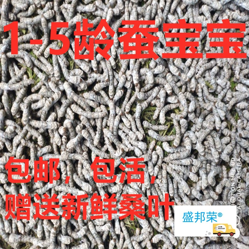 Детский живой шелкопряд, весенние личинки шелкопряда, живые дети и студенты, набор для разведения шелкопряда, маленький шелкопряд, 1 год, 234, бесплатные свежие листья шелковицы