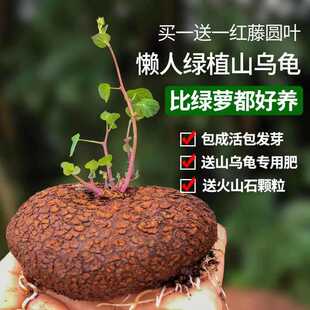 �t����ؔɽ����ֲ��𲻓QС�A�~������϶��⻨��ˮ�����پGֲ��