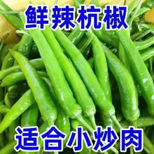 杭椒现摘小米椒尖椒辣线椒青椒辣椒螺丝小青椒朝天椒腌制