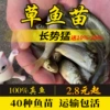 Free feed for 500 grass carp fry of 2-3cm [Pet Feeding Preferred]