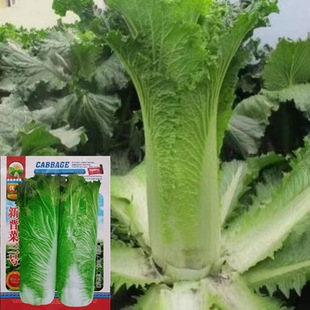 �x����̖��ײ˷N�Ӵ��ﲥ�����͟�N���̨�����߲˷N����Ʒ�N