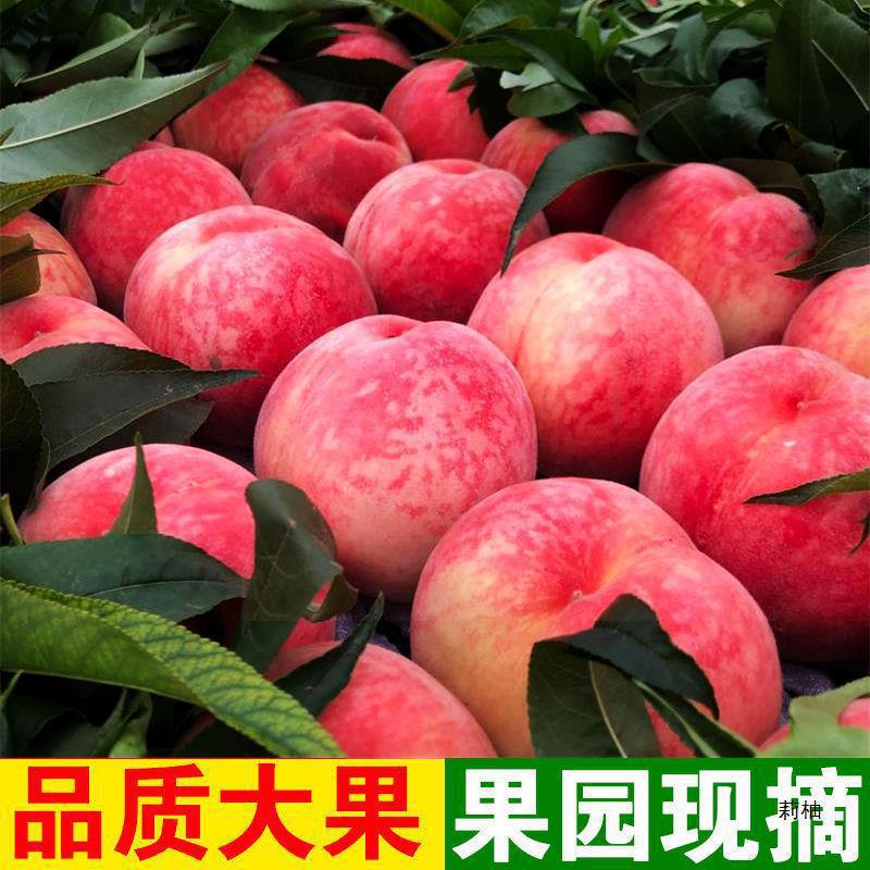 云南大理冬桃子9斤新鲜现摘毛脆甜雪桃水蜜桃应当季时令水果包邮