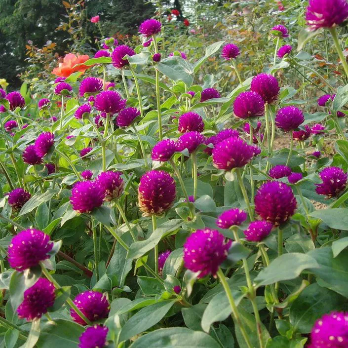 Семена «Тысячедневник» красные, семена цветка «Огненная сфера», семена цветка «Сто дней» красные круглые, семена цветка «Тысячедневник» фиолетовые крупноквашечные, ландшафтные цветы для домашнего садоводства