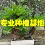 福建大铁树批发 造型多头铁树价格 哪里有卖铁树江苏铁树盆景报价