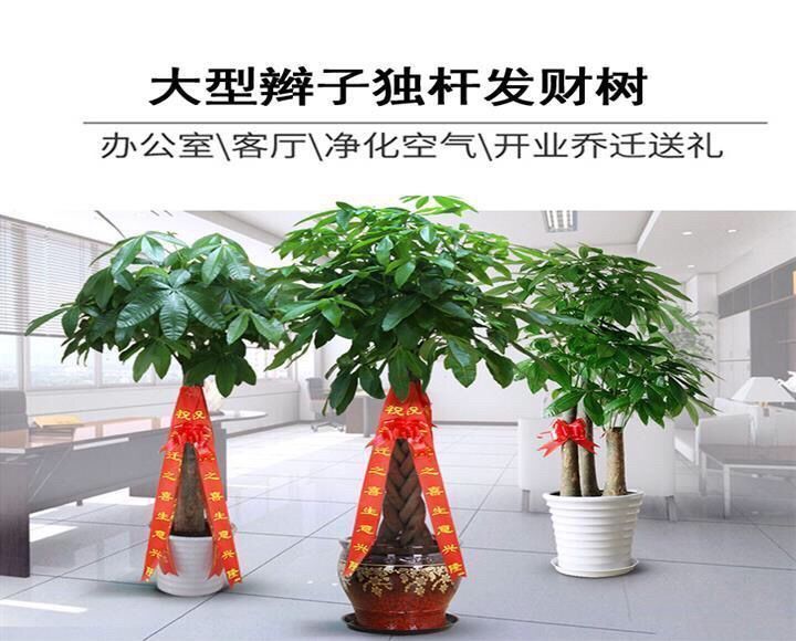 6b4e1430-1599-4bfd-a48b-2de9642fa7ac.jpe