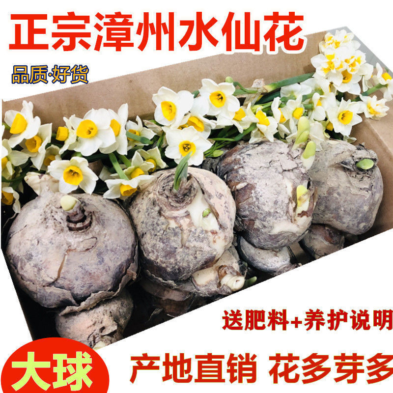 种球漳州水仙花室内水养盆栽水仙花水培四季美观花卉植物水仙种子