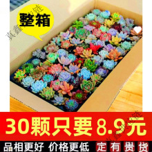 多肉植物组合盆栽稀有套装整箱新款肉肉植物一微景观贵货新手品种