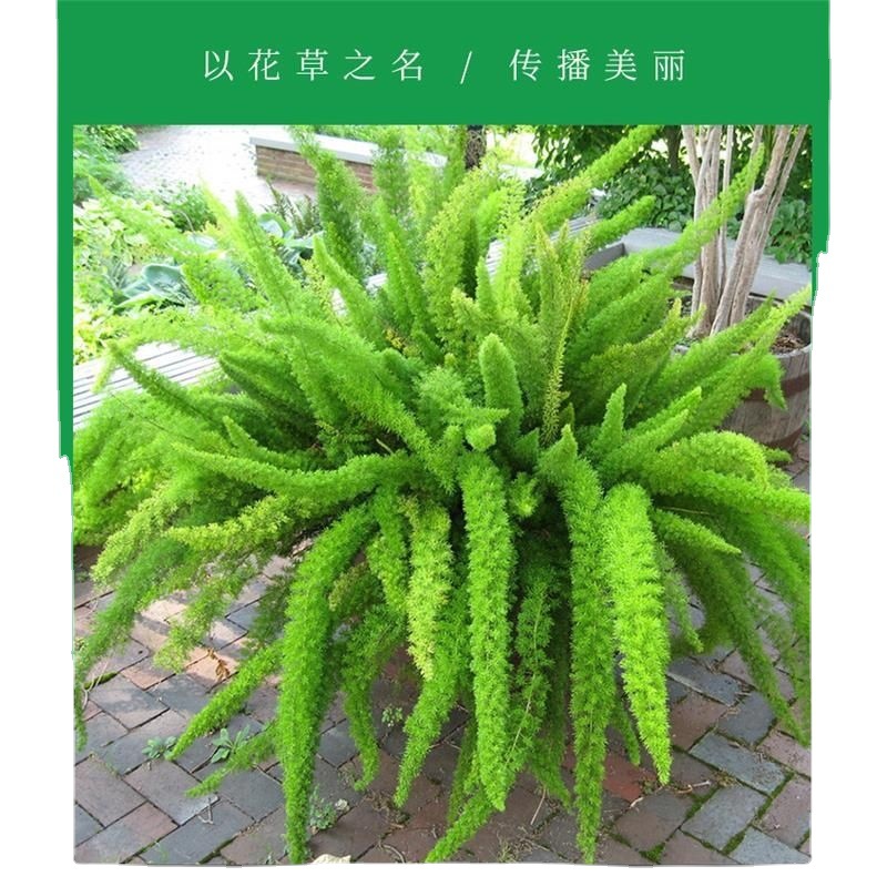 狐尾天门冬盆栽多年生常绿草本植物花园观叶绿植耐寒花卉四季常青