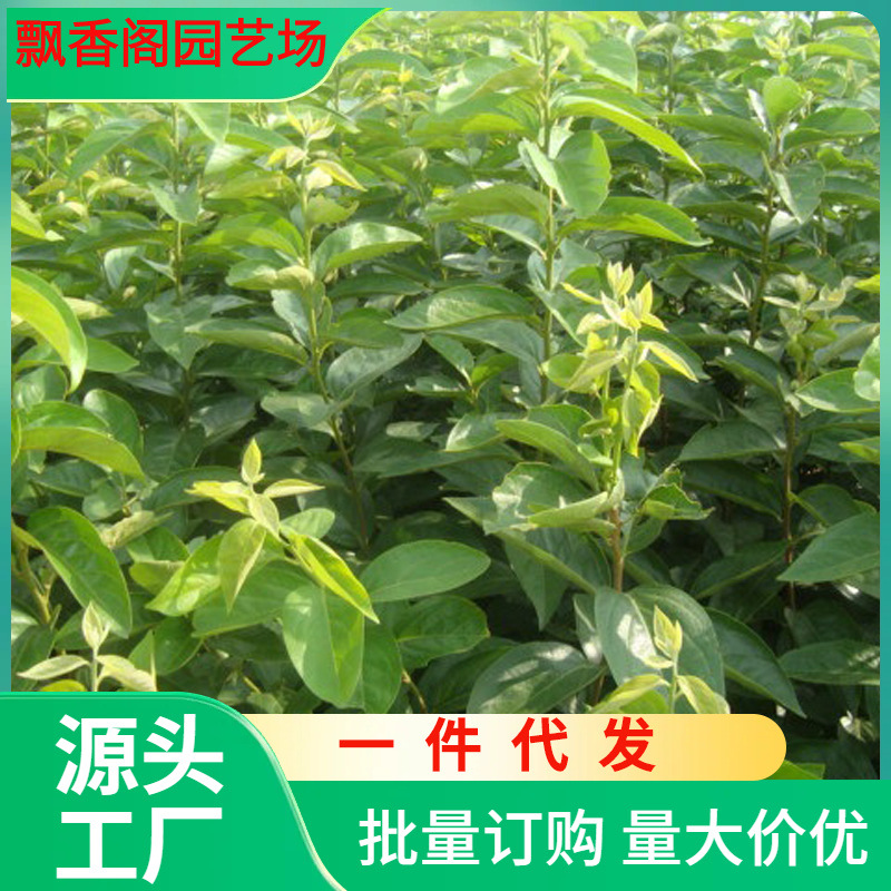 一件代发当年结果柿子苗批发热销 磨盘柿子苗 日本次郎柿子苗价格