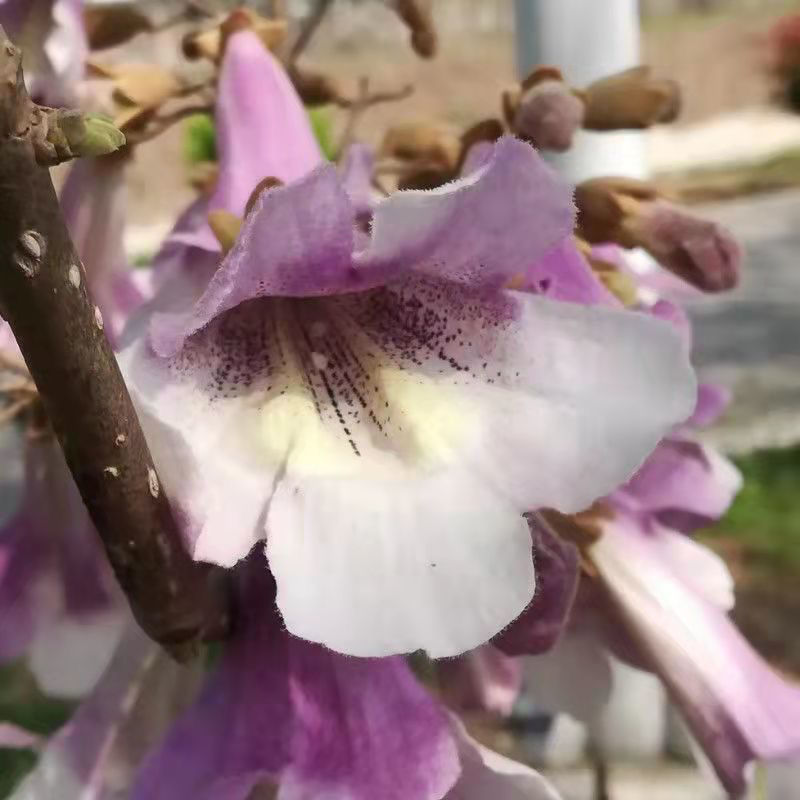 Dried Paulownia Flower Wu Tong Hua 500g Traditional Chinese Herbal Tea Ingredient quality and texture