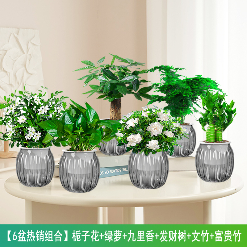 [6 화분 베스트 셀러 조합] 치자나무 + 포토스 + 구리향 + 돈나무 + 아스파라거스 + 부