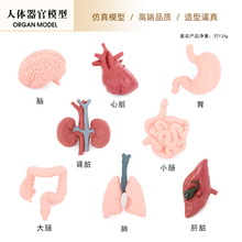 儿童仿真人体器官内脏塑胶模型心脏大脑肝肺胃肾脏大小肠早教认知