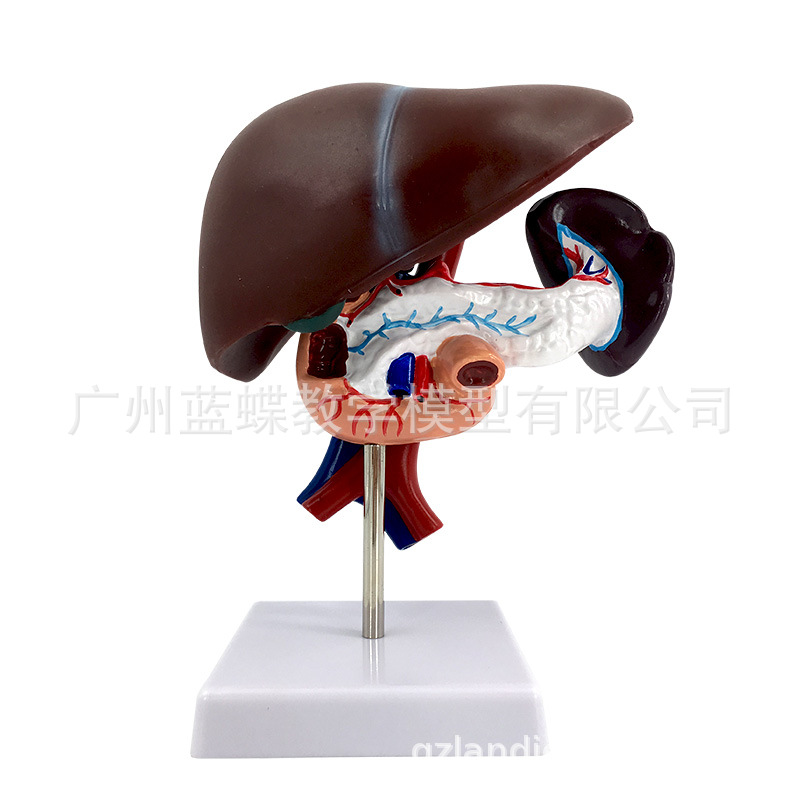 ����ʮ��ָ��ģ�� �Ρ�Ƣ��Ѫ�ܺ����ٽṹģ�� ���� Ƣ ����ģ��