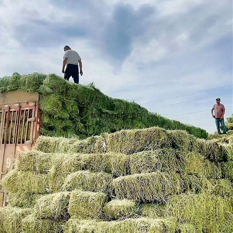 Корм для альпаки, корм для крупного рогатого скота, сено, люцерновое сено, сухой корм для крупного рогатого скота и овец, влажный корм для овец, домашнее сено.