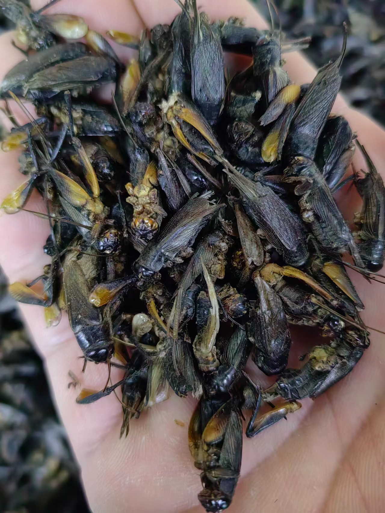 Cricket Dried (Gryllus testaceus) — Traditional Chinese Medicinal Herb, Bulk Dried Crickets key features