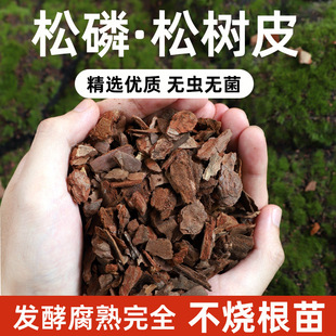 �ɘ�Ƥ����l�������m������������|�FƤʯ������ֲ���m�ƠI�B��