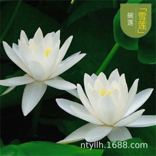 ѩɏ�ɻ�ź�N�����^�p��ˮ����ɏ���o˯ɏ���ܳ����Bˮ��ɏź�N��