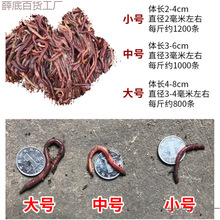 蚯蚓活饵大号散装盒装 红蚯蚓  饵料 鱼饵 钓鱼 大平二号种苗批发