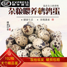 ��S���]���r�g��������102ö�r���s�ZС�B�������oʳ��һ��