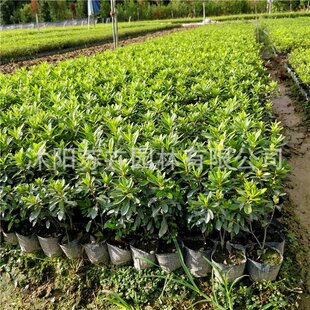 毛娟苗圃基地春娟夏娟毛娟小毛球工程绿化苗木小区色块苗规格齐全-阿里巴巴