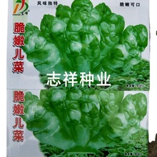 四川南峰公司脆嫩儿菜种子娃娃菜抱子芥菜秋播蔬菜籽早熟5克