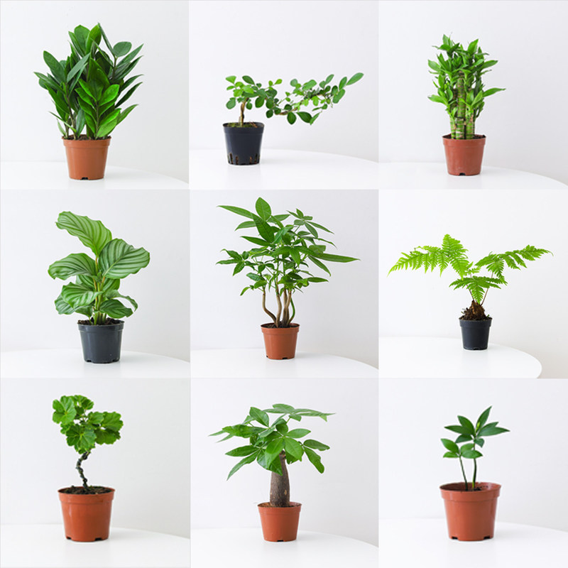 Low-Maintenance Indoor Potted Plants for Home, Shade-Tolerant, Drought-Resistant, Evergreen, Fun Desktop Green Plants