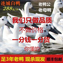 ���������B�ǰ����r��ɢ�Bĸ������������������������������F��