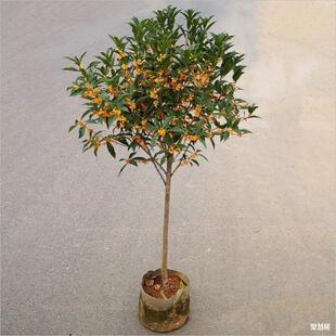 ֲ�九С�������ļ����԰��¹𻨾G���ļ��WУ���ܻ���_�����