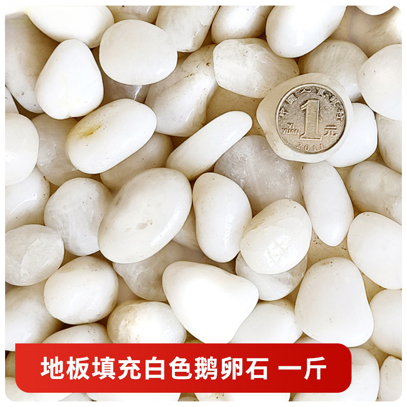 ↤↤↤바닥은 흰색 자갈로 채워져 있습니다. 0.5kg ↦↦↦