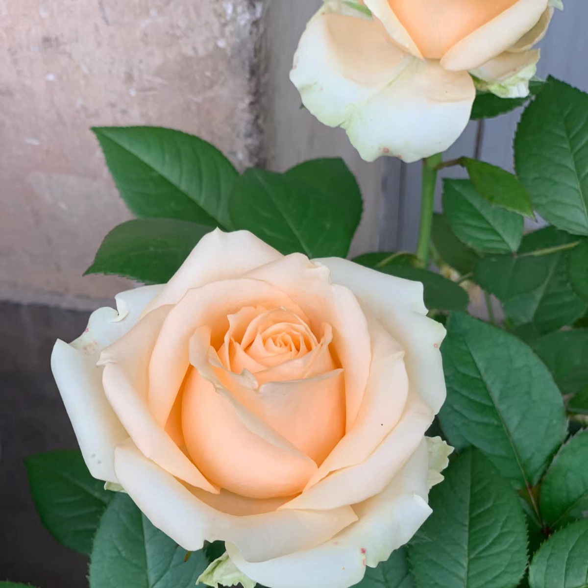 복숭아 설산 [큰 꽃 가벼운 향기] 작은 묘목