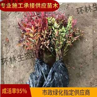 ��������ͥԺ�Nֲ�t���û������ͥԺ�G��ֲ��t�~�ͺ�����ɫ�K��