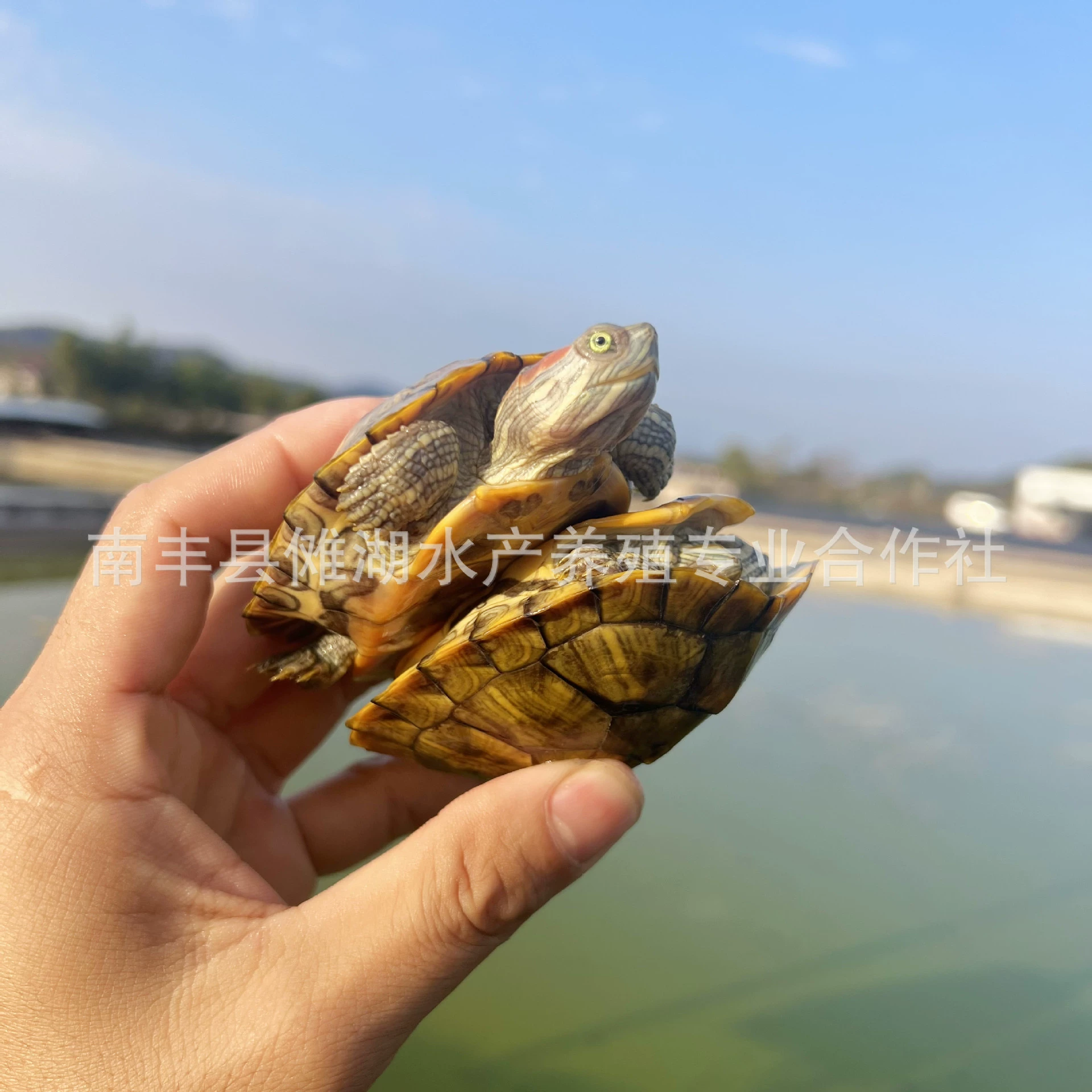 Бразильская черепахаPet turtle Brazilian turtle сеянцы большая Бразильская черепаха витрины многоцветный маленький черепашонок живой организм оптовая продажа