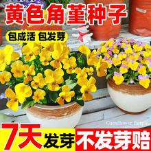 SɫNɫļNֲ׻ͥԺ̨Զֲ