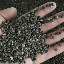 �S�����l �������N�Ӵ��ﲥ�N���@���ȶ��N�� ���^�������ܷN��