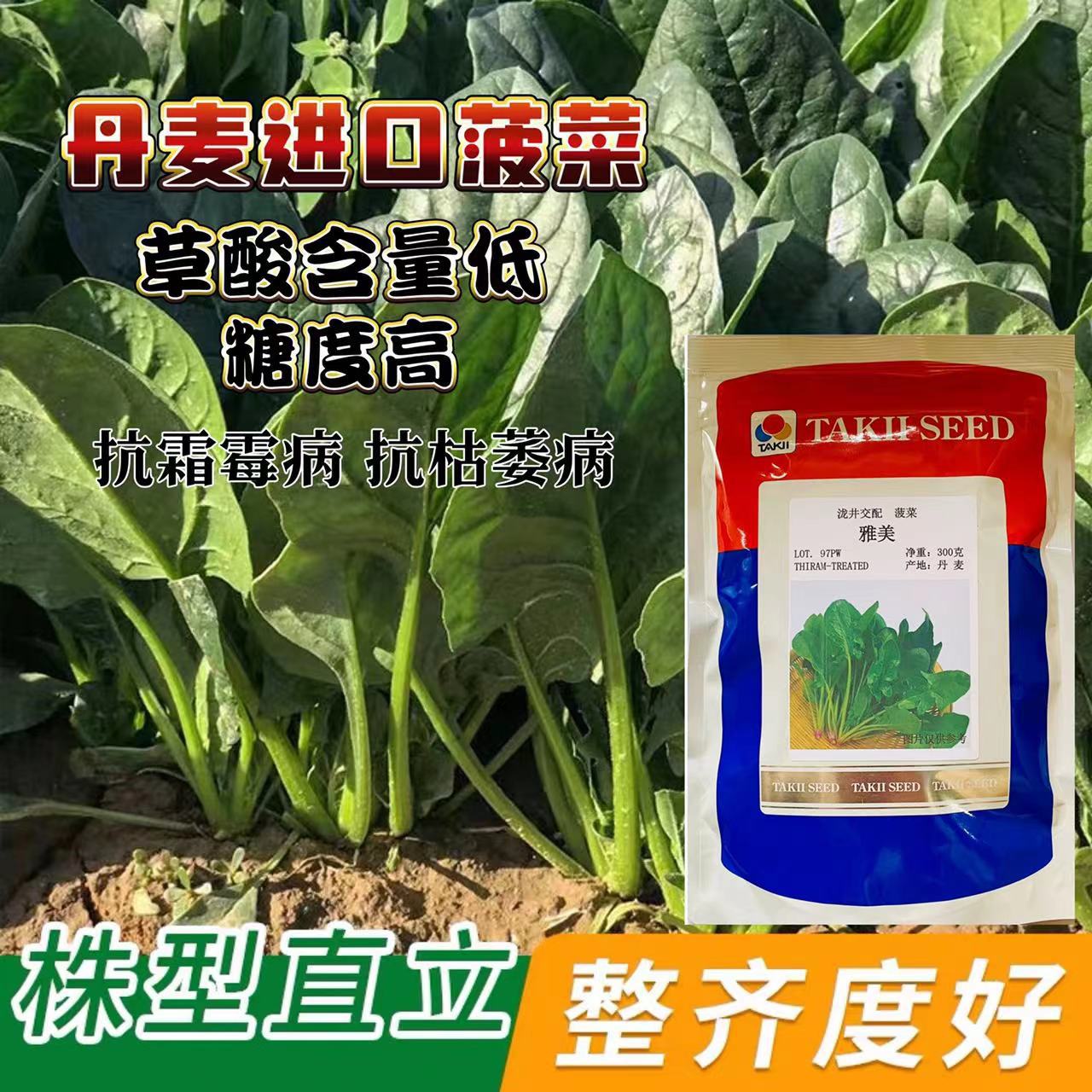 大叶菠菜种子耐寒热波菜籽种春秋冬四季易种农家速生高产蔬菜种孑