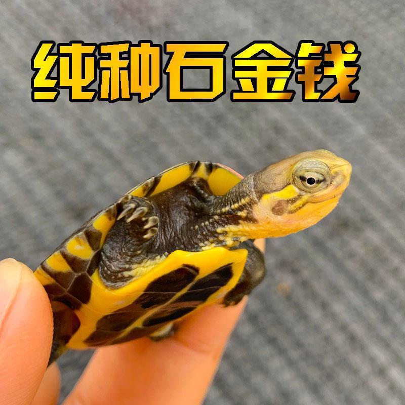 纯种越南石金钱活物草龟苗招钱财镇宅中华小青观赏黄喉拟水龟活体