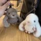 Wholesale Cute Imitation Mink Hair Bunny Car Keychain Pendant Plush Doll School Bag Hanging Gifts