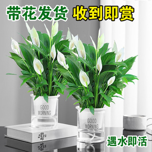 Potted Peace Lily, Green Radish Basket, Indoor Flower Plant, Hydroponic Anthurium, Green Plant, Money Tree, Formaldehyde Absorber